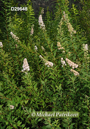 Narrowleaf Meadowsweet (Spiraea alba)